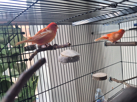 2 red canaries for sale with half bag fees