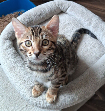 Last one of the litter. Male Bengal kitten