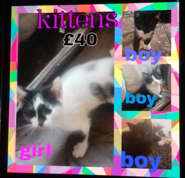 Kittens