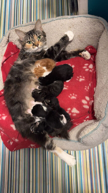 3 Beautiful Kittens