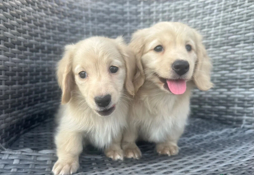 CREAM MINI DACHSHUNDS