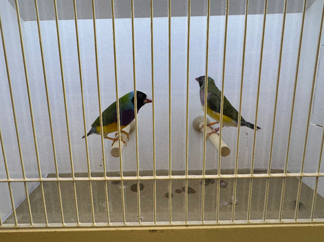 Pair of Gouldian Finches For Sale