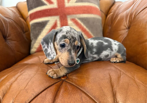 Miniature Dachshund Puppies &ndash; 3 Girls & 1 Boy Available