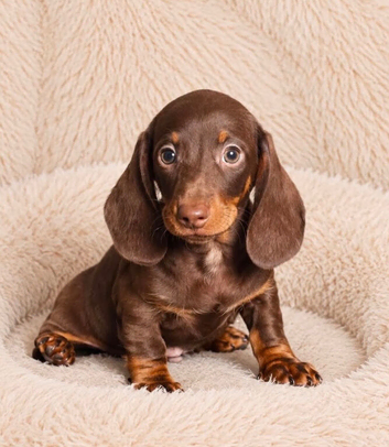 Gorgeous miniature dachshund puppies