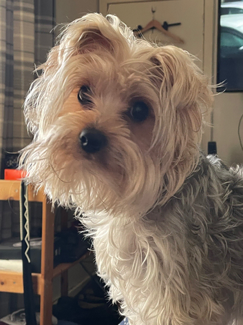Need Yorkshire terrier stud