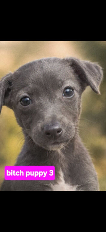 Whippet puppies