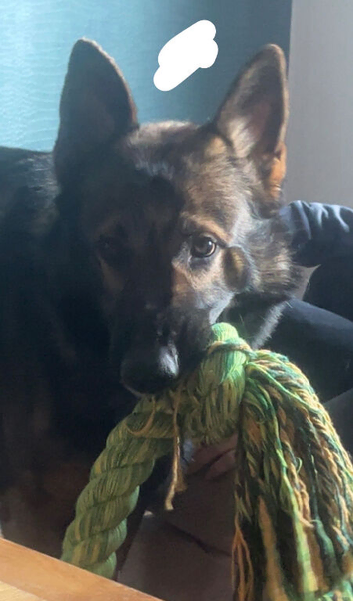 czech shepherd for stud for pick of litter