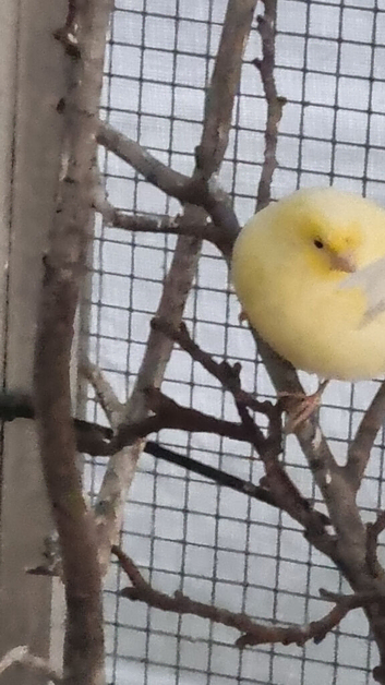 This years and last years canaries