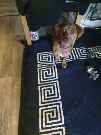 Dachshund girl