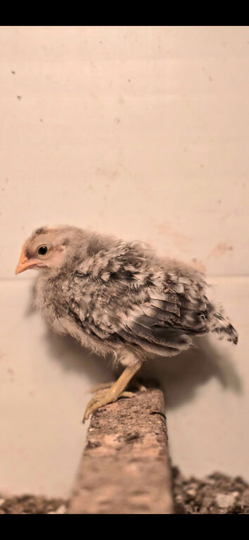 Legbar Cockerel