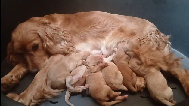 PRA clear miniature show type cockapoo puppies