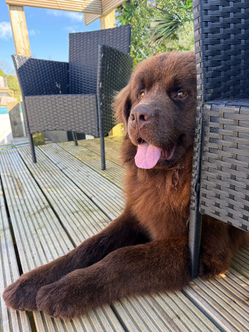 Male Newfoundland