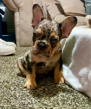 Last boy left tri and tan Merle