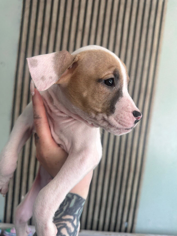 Draft puppy