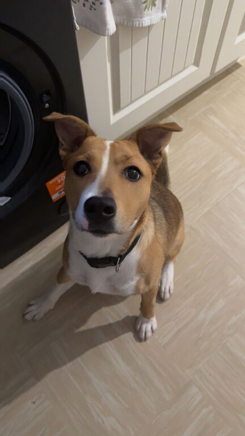 Staffy x GSD