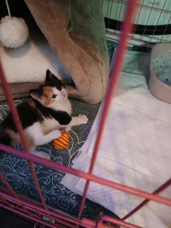 2 female kittens sisters