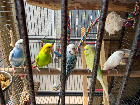 Budgies