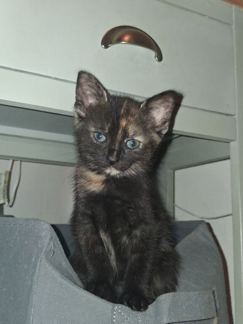 Maincoon X last little girl