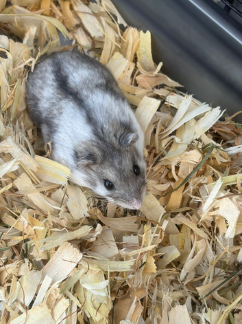 Russian dwarf hamsters
