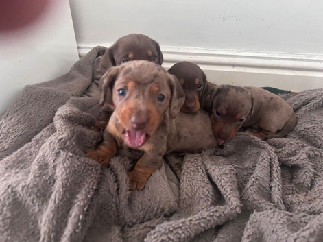 dachshund puppies