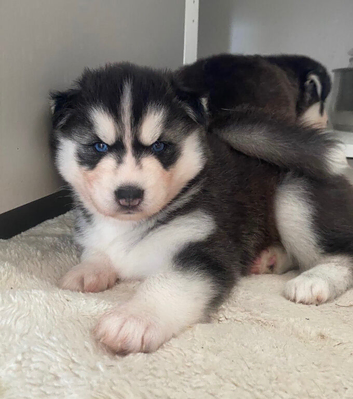 Siberian husky puppies