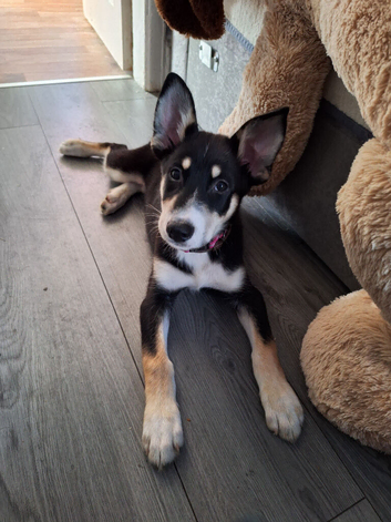 Female puppy
