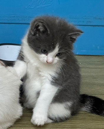 Boy and girl kittens