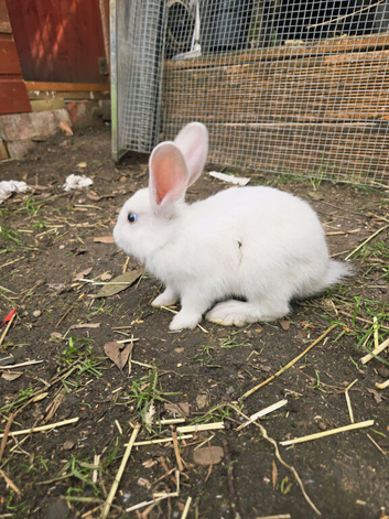 White or Brown New Zealand Rabbits