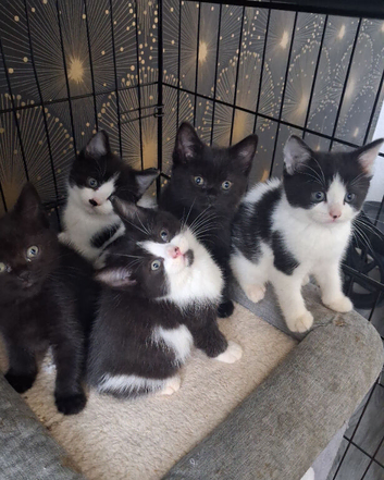 Birtish shorthair cross kittens