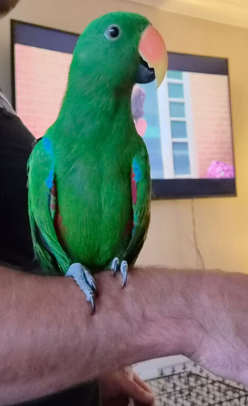 Male eclectus parrot