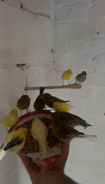 Canary for sale
