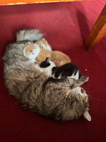 1 Ginger and white male kitten left