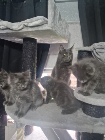 Pure maincoon kitten