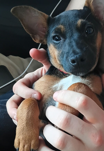 JACK CHI 6 month Black and Tan