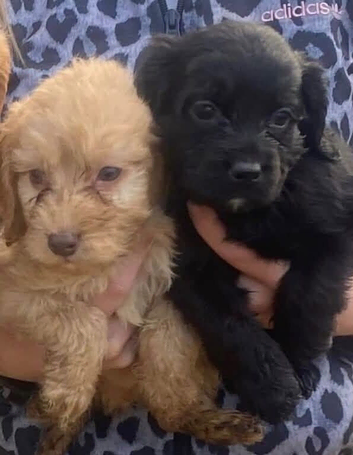 Cockapoo puppies ️