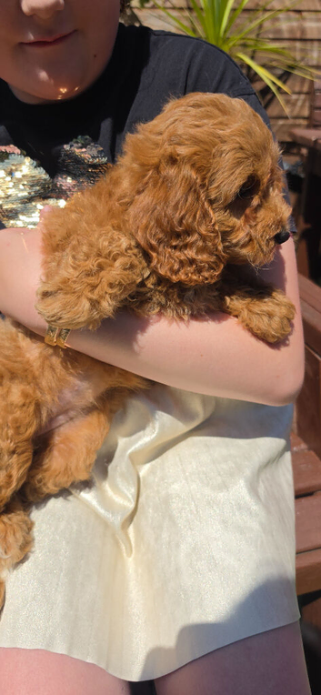 F2 gorgeous fox red girls for sale