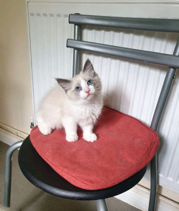 Ragdoll kitten (bicolour)