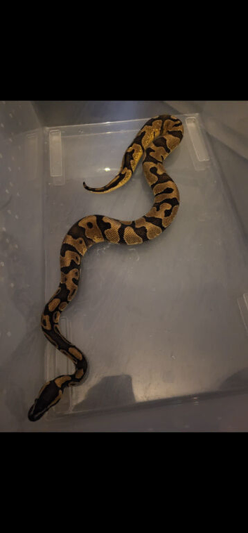 Gorgeous ball python