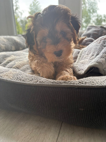 Beautiful cockapoo puppy 1 left