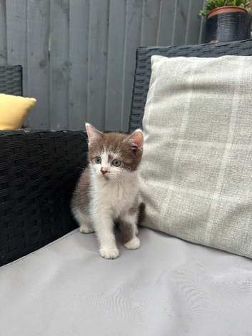 2 handheld kittens