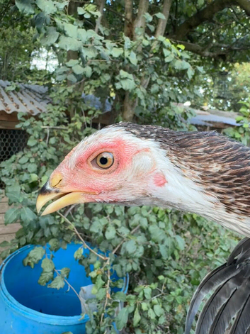 Aseel Asil pullet
