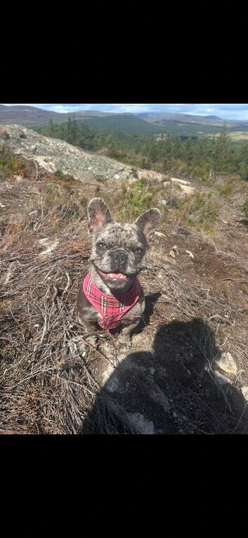 Loving home required for 10 month old French bulldog