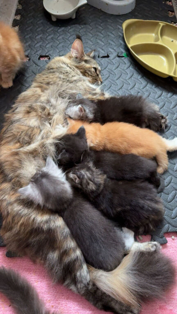 Maine coon kittens, 2 polydactyl