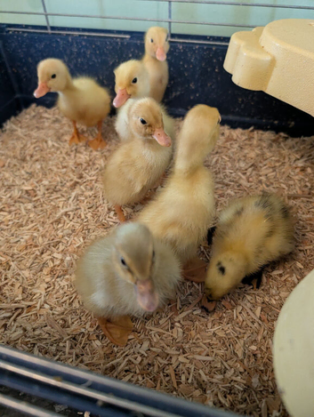 Beautiful hatch of Indian Runner Ducklings