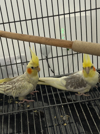 2 cockatiel