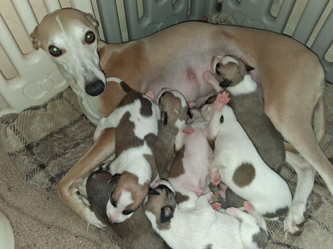 Whippet Puppies