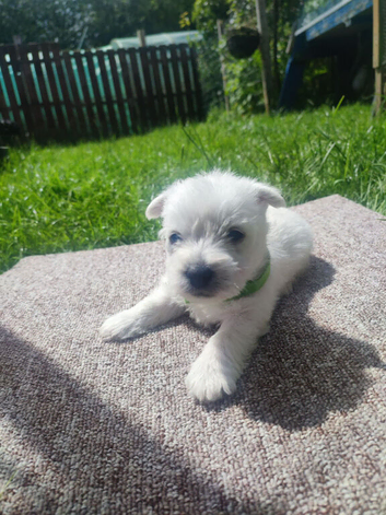 West highland white terrier