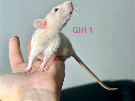 Baby Dumbo rats between 6/8 weeks old