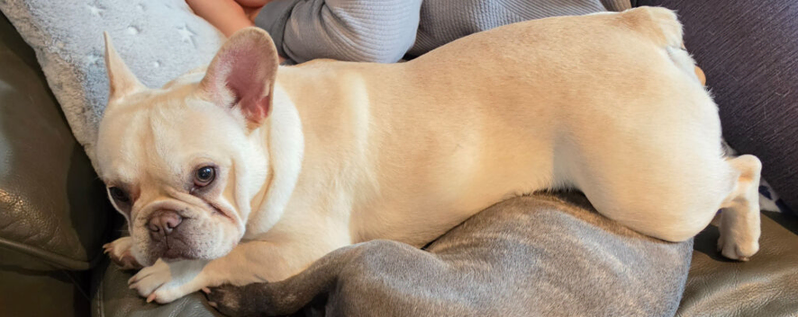 10 months old French Bulldog