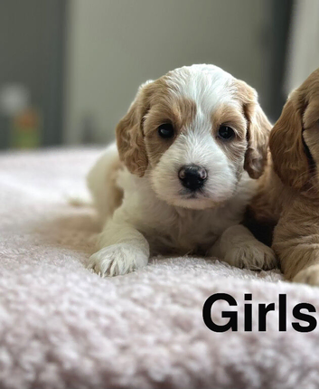 2 boys , 1 girl cockapoo puppies ready to leave us from 13th June